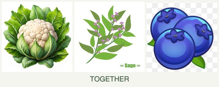 Can you plant cauliflower, sage and blueberries together?