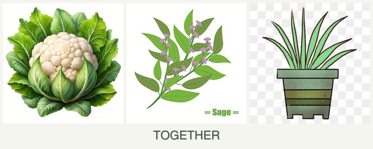Can you plant cauliflower, sage and lemongrass together?