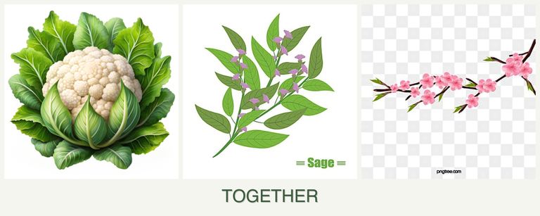 Can you plant cauliflower, sage and peaches together?