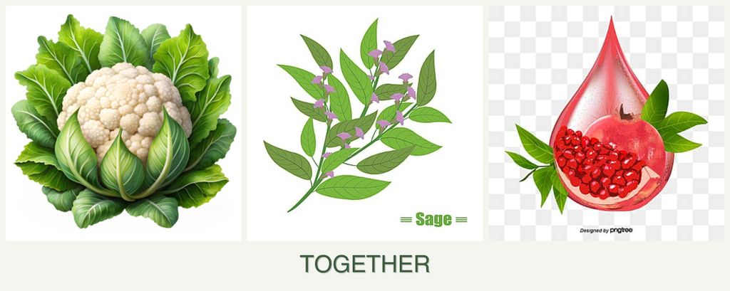 Can you plant cauliflower, sage and pomegranates together?
