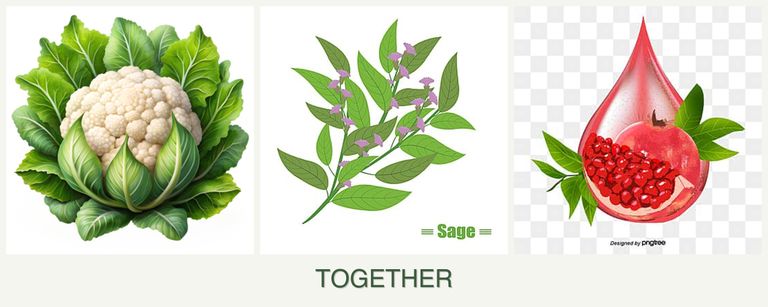 Can you plant cauliflower, sage and pomegranates together?