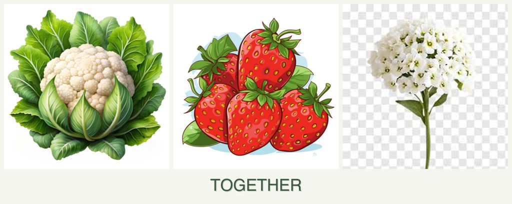 Can you plant cauliflower, strawberries and alyssum together?