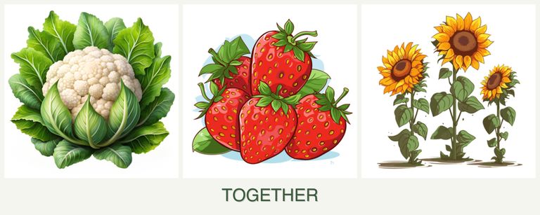 Can you plant cauliflower, strawberries and sunflowers together?