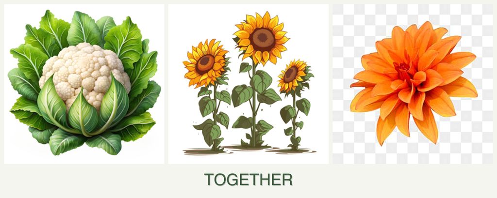 Can you plant cauliflower, sunflowers and dahlias together?
