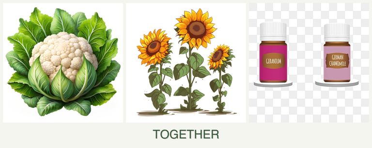 Can you plant cauliflower, sunflowers and geraniums together?