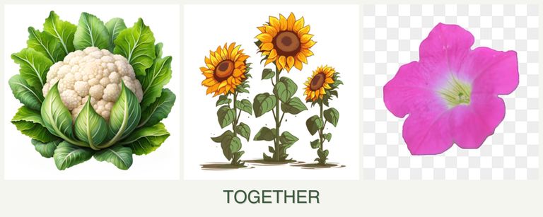 Can you plant cauliflower, sunflowers and petunias together?