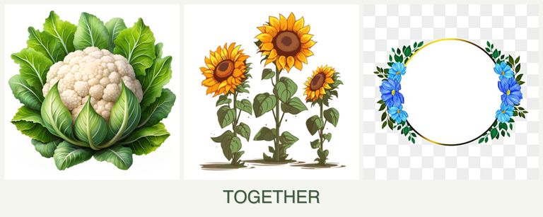 Can you plant cauliflower, sunflowers and zinnias together?