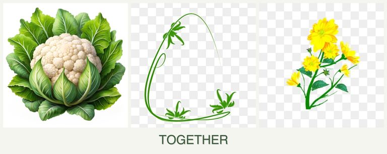 Can you plant cauliflower, tarragon and calendula together?