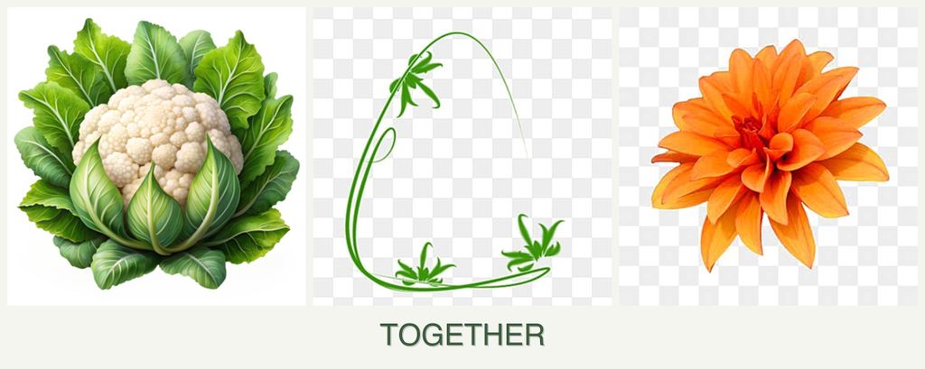 Can you plant cauliflower, tarragon and dahlias together?