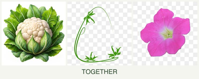 Can you plant cauliflower, tarragon and petunias together?