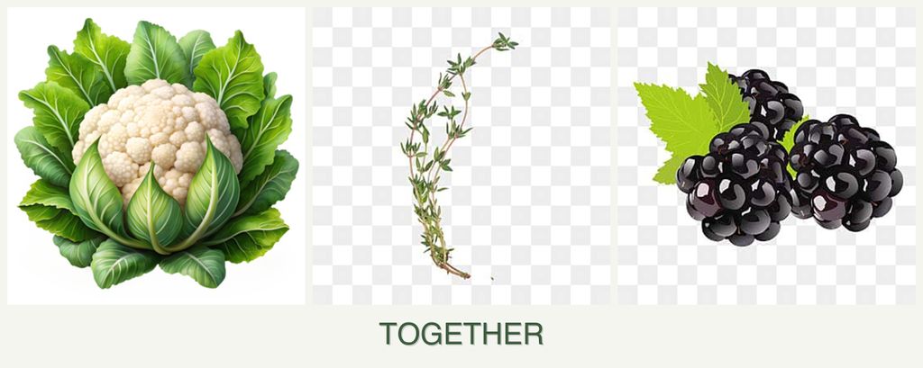 Can you plant cauliflower, thyme and blackberries together?
