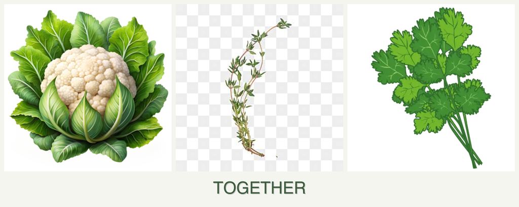 Can you plant cauliflower, thyme and cilantro together?
