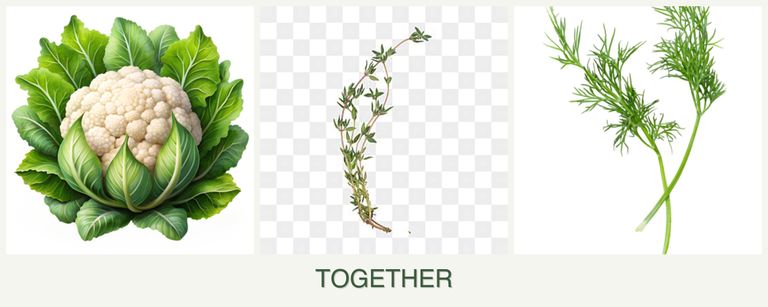 Can you plant cauliflower, thyme and dill together?