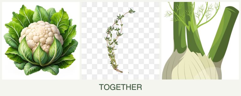 Can you plant cauliflower, thyme and fennel together?