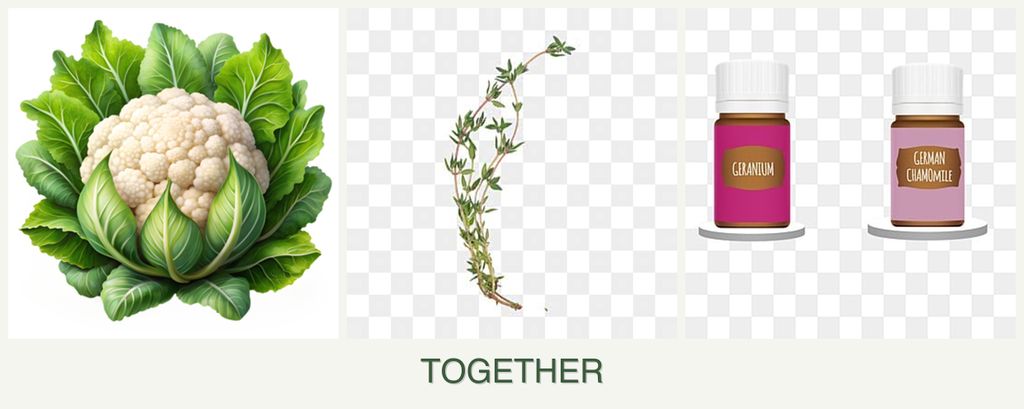 Can you plant cauliflower, thyme and geraniums together?