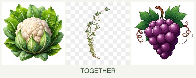 Can you plant cauliflower, thyme and grapes together?