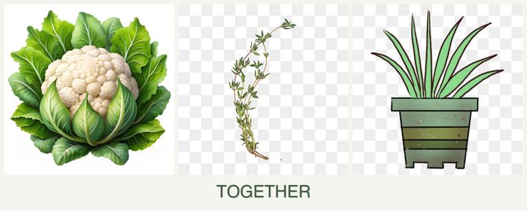 Can you plant cauliflower, thyme and lemongrass together?