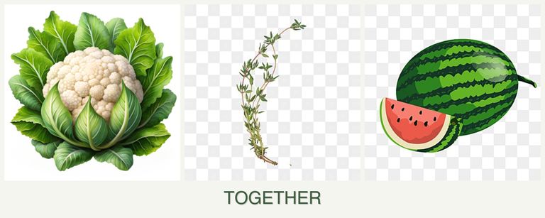 Can you plant cauliflower, thyme and melons together?