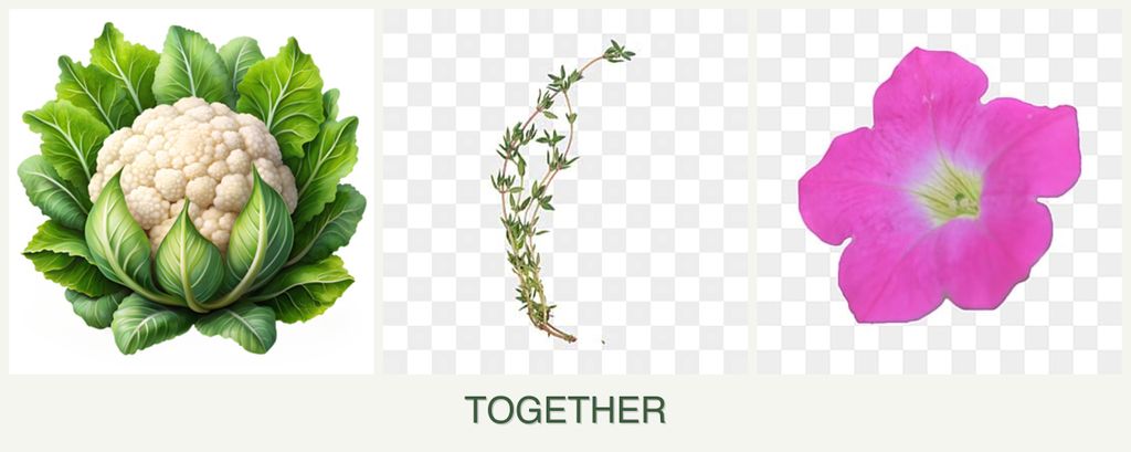 Can you plant cauliflower, thyme and petunias together?