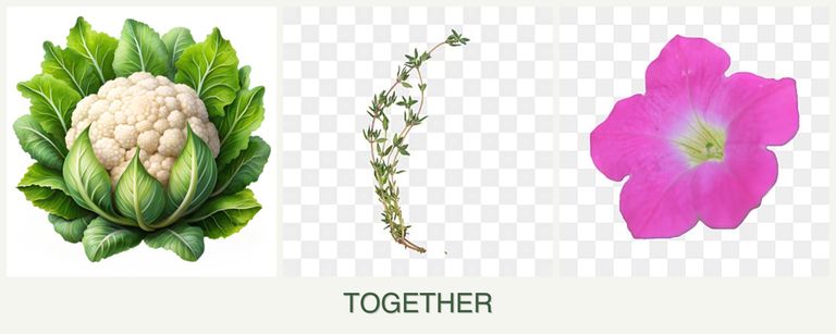 Can you plant cauliflower, thyme and petunias together?
