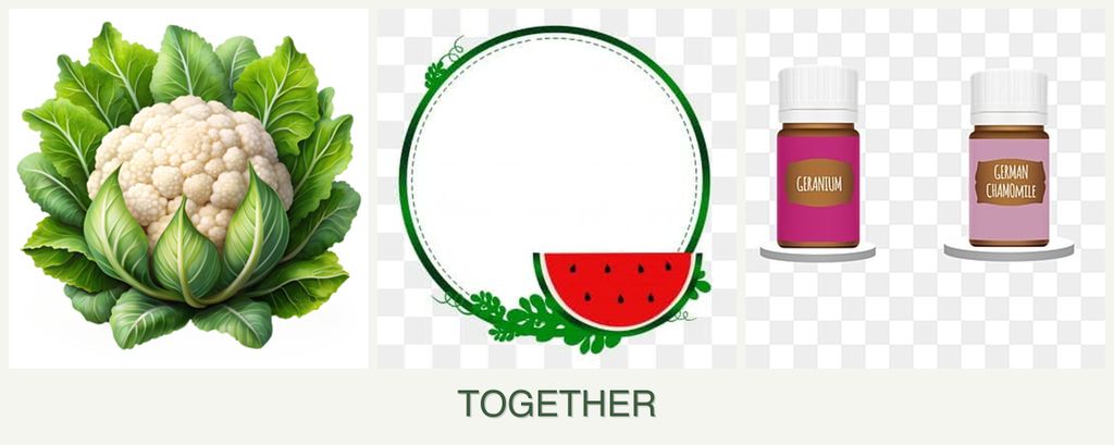 Can you plant cauliflower, watermelons and geraniums together?