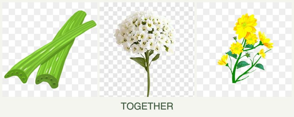 Can you plant celery, alyssum and calendula together?