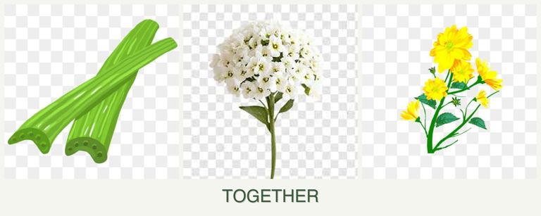 Can you plant celery, alyssum and calendula together?