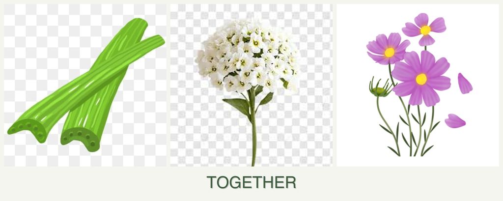 Can you plant celery, alyssum and cosmos together?