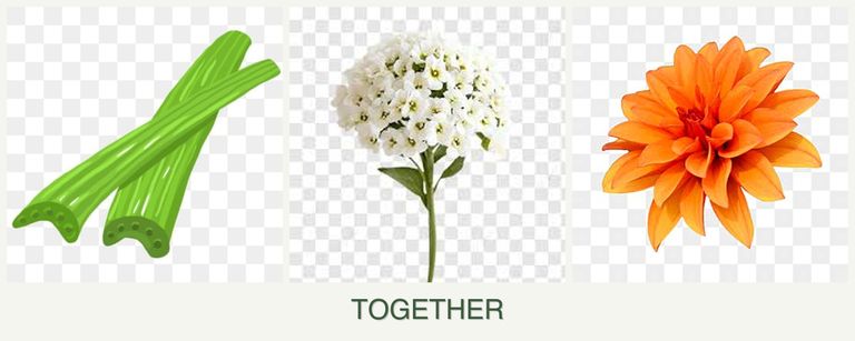 Can you plant celery, alyssum and dahlias together?