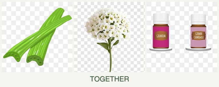 Can you plant celery, alyssum and geraniums together?
