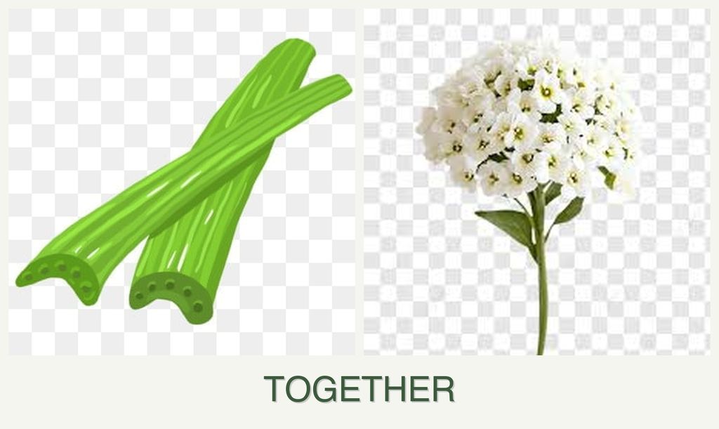Can you plant celery and alyssum together?