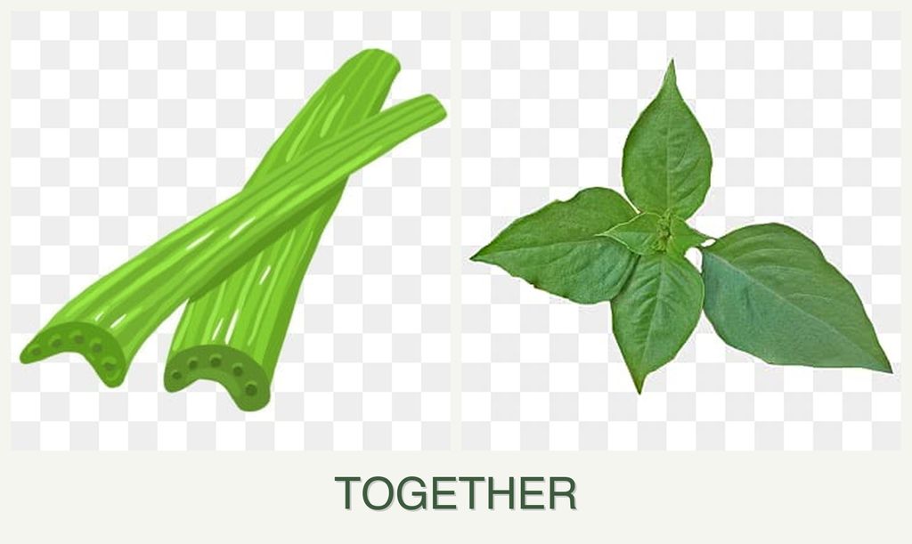 Can you plant celery and basil together?