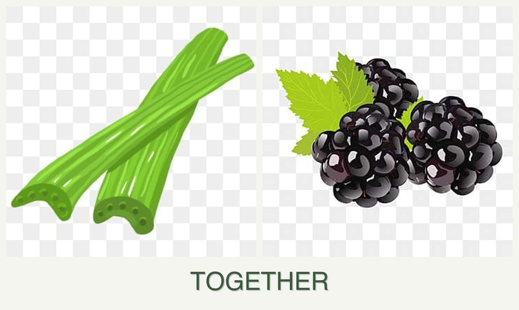 Can you plant celery and blackberries together?