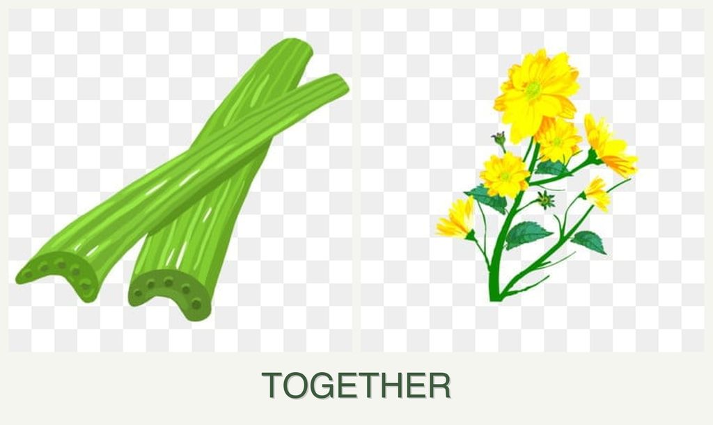 Can you plant celery and calendula together?