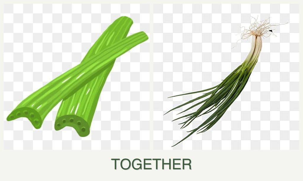 Can you plant celery and chives together?