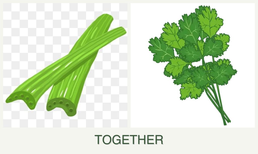 Can you plant celery and cilantro together?