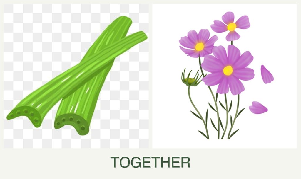 Can you plant celery and cosmos together?