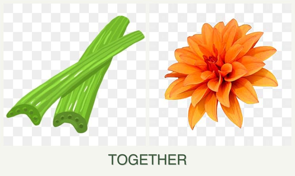 Can you plant celery and dahlias together?