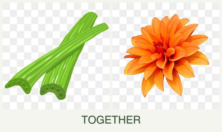 Can you plant celery and dahlias together?