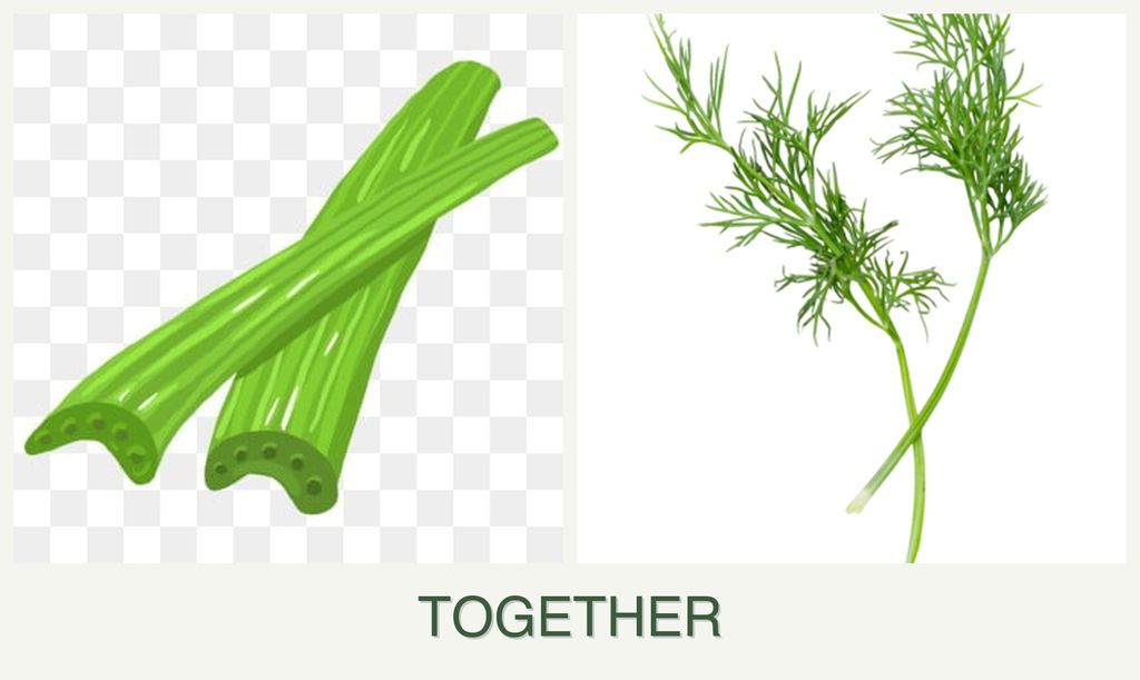 Can you plant celery and dill together?