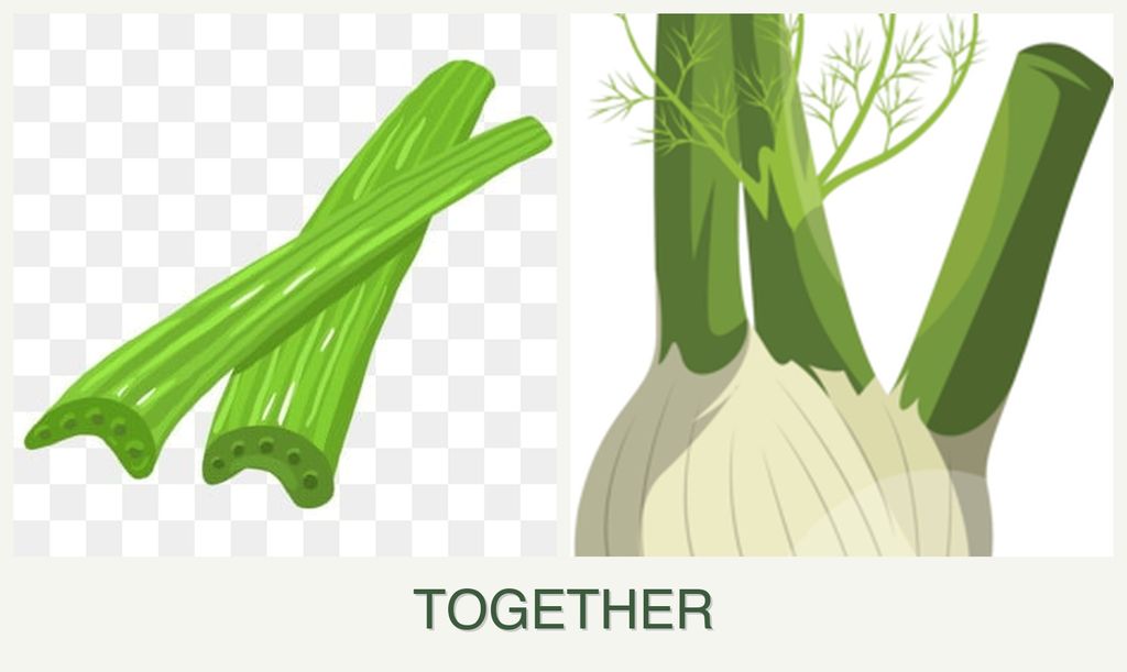 Can you plant celery and fennel together?