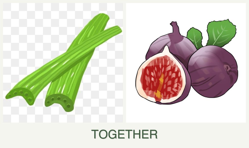Can you plant celery and figs together?