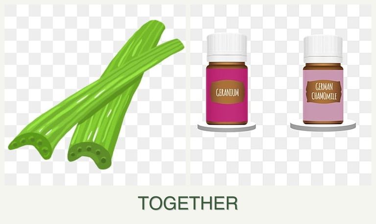 Can you plant celery and geraniums together?