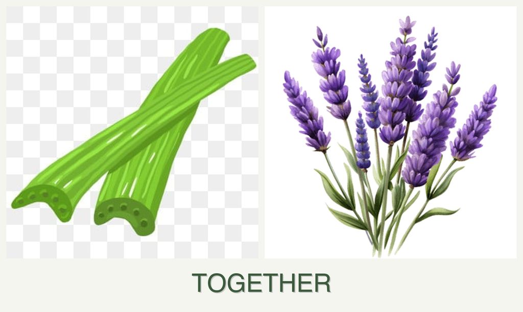 Can you plant celery and lavender together?