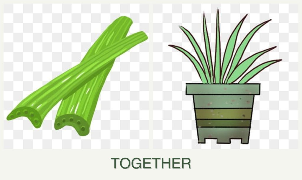 Can you plant celery and lemongrass together?