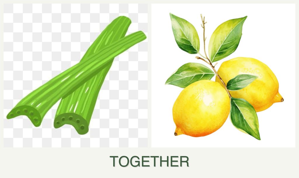 Can you plant celery and lemons together?