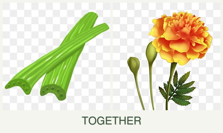 Can you plant celery and marigolds together?