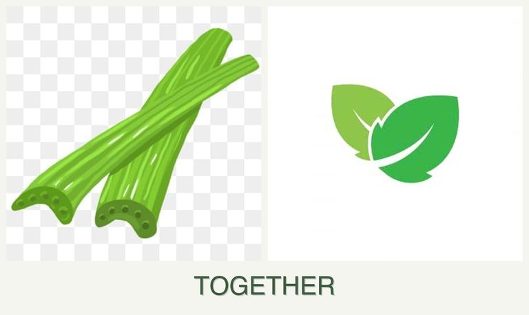 Can you plant celery and mint together?