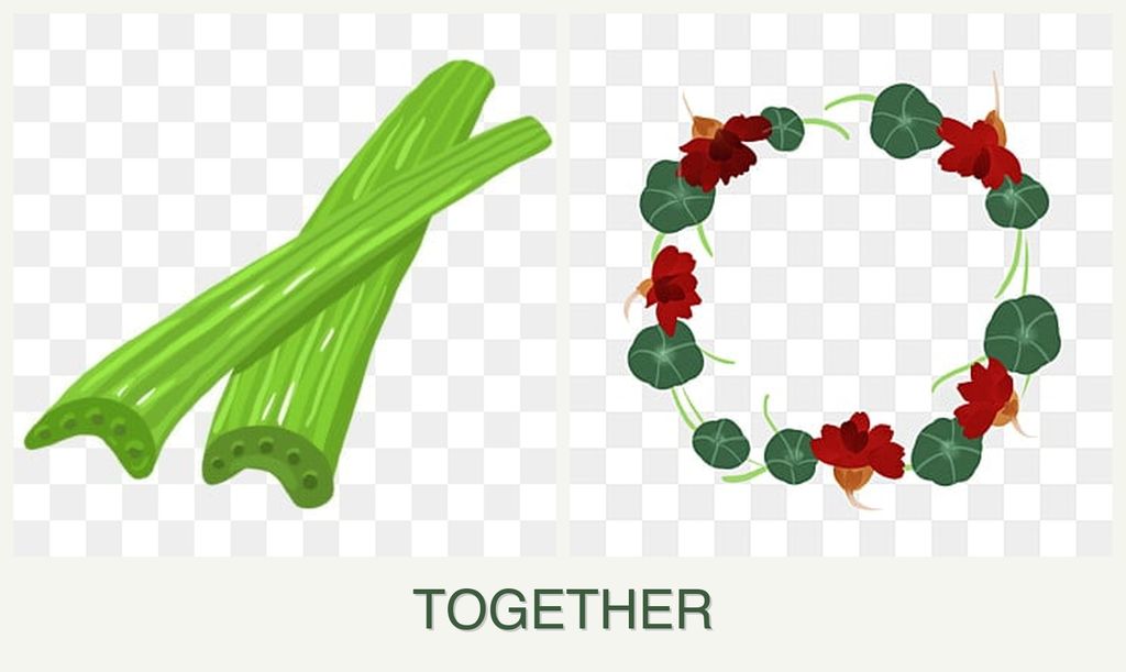 Can you plant celery and nasturtiums together?