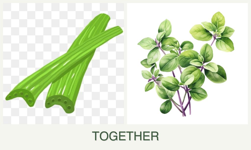 Can you plant celery and oregano together?